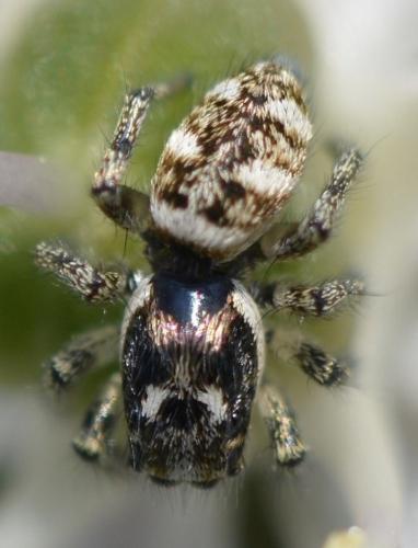 Salticus scenicus